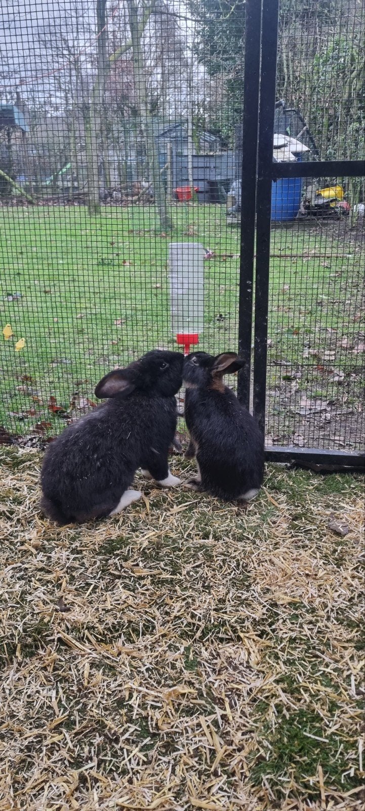 2 Lieve Dwergkonijnen, Dieren en Toebehoren