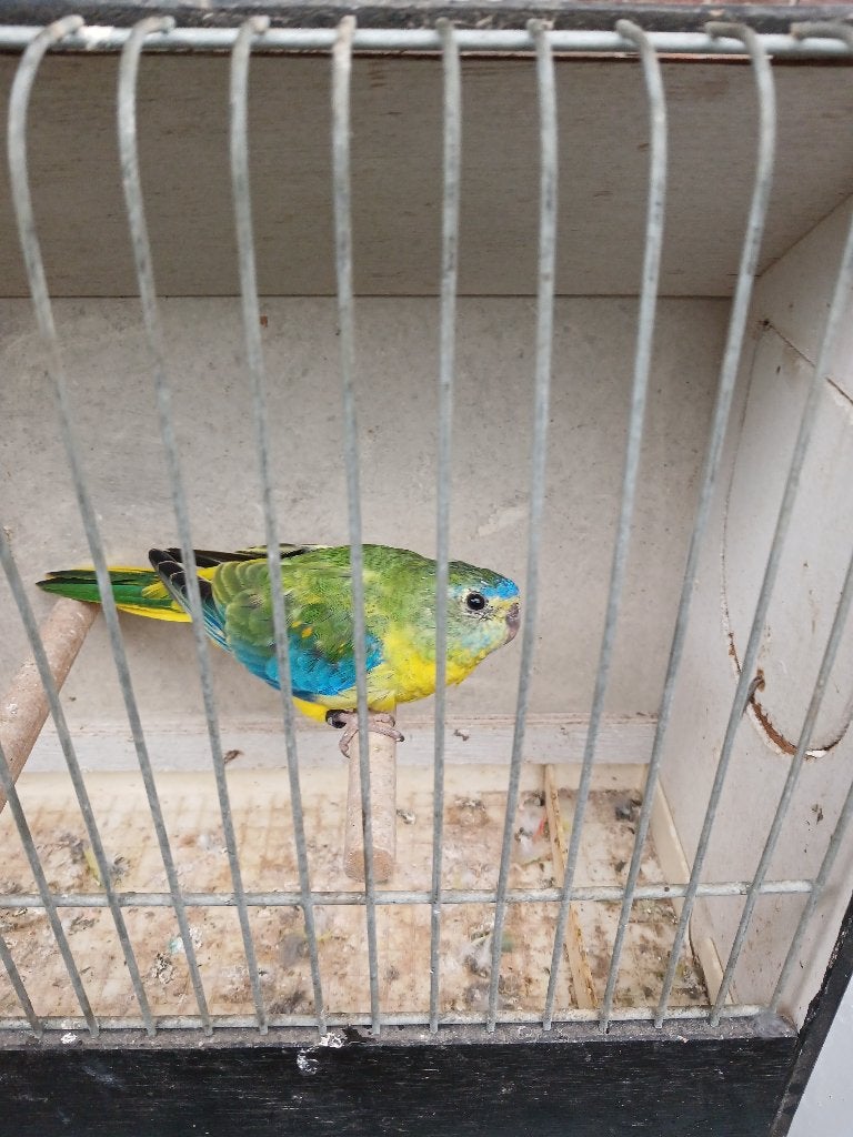 Vogels, Animaux & Accessoires, Perruche, Bagué