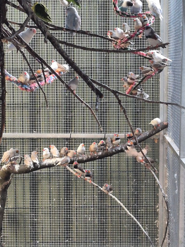 Lot zebravinken, Dieren en Toebehoren, Meerdere dieren, Tropenvogel
