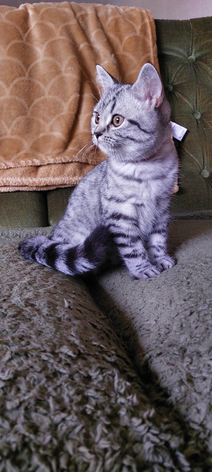 britse korthaar tabby Grey shadet, Poes, Gechipt, 0 tot 2 jaar