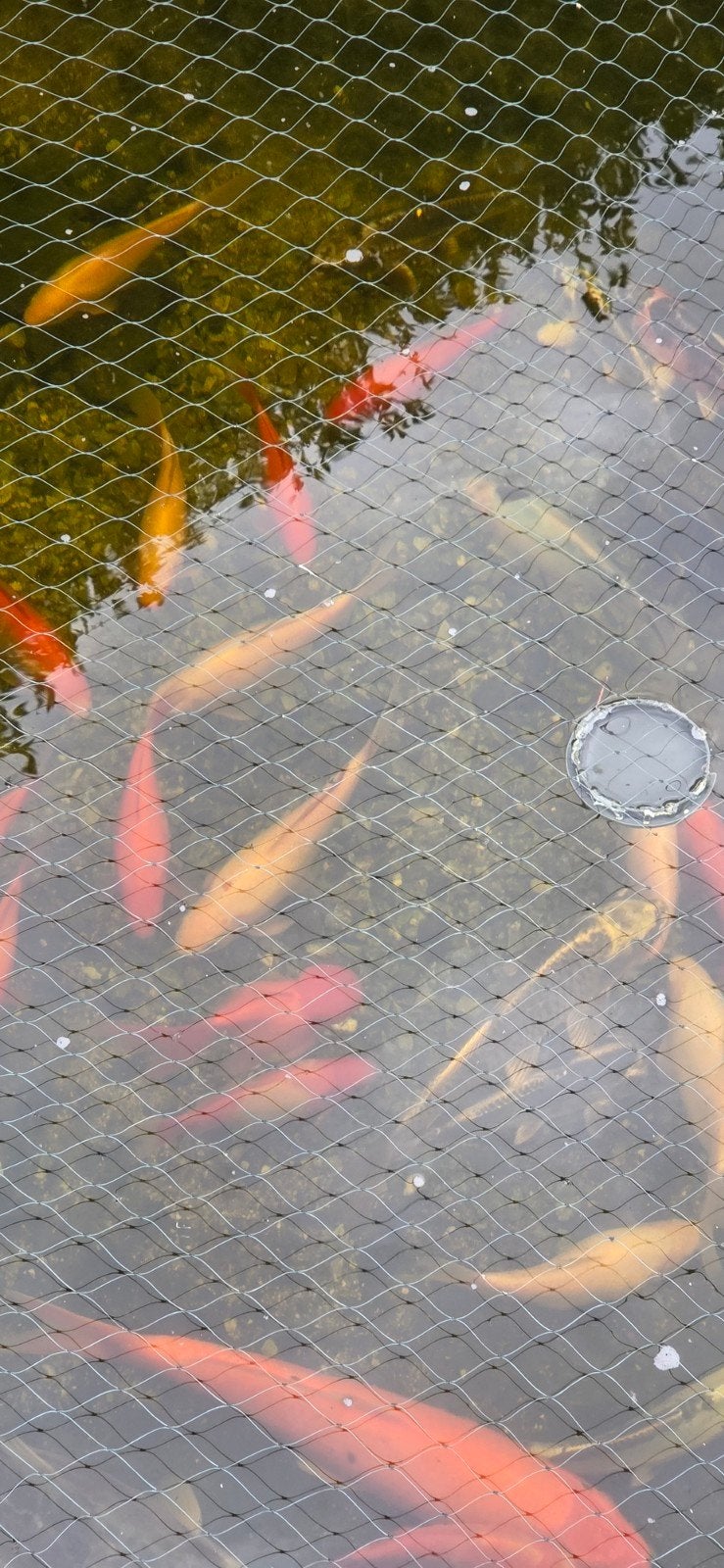 Goudvissen 3€ per vis  5 mogen weg, Dieren en Toebehoren, Vissen | Vijvervissen, Goudvis(sen)