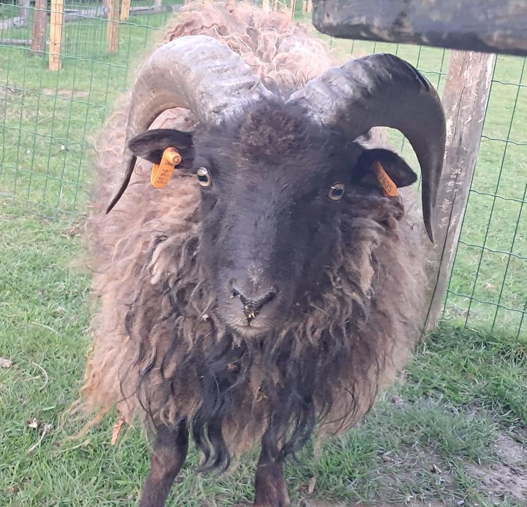 Mooi soay/ouissant rammetje te koop