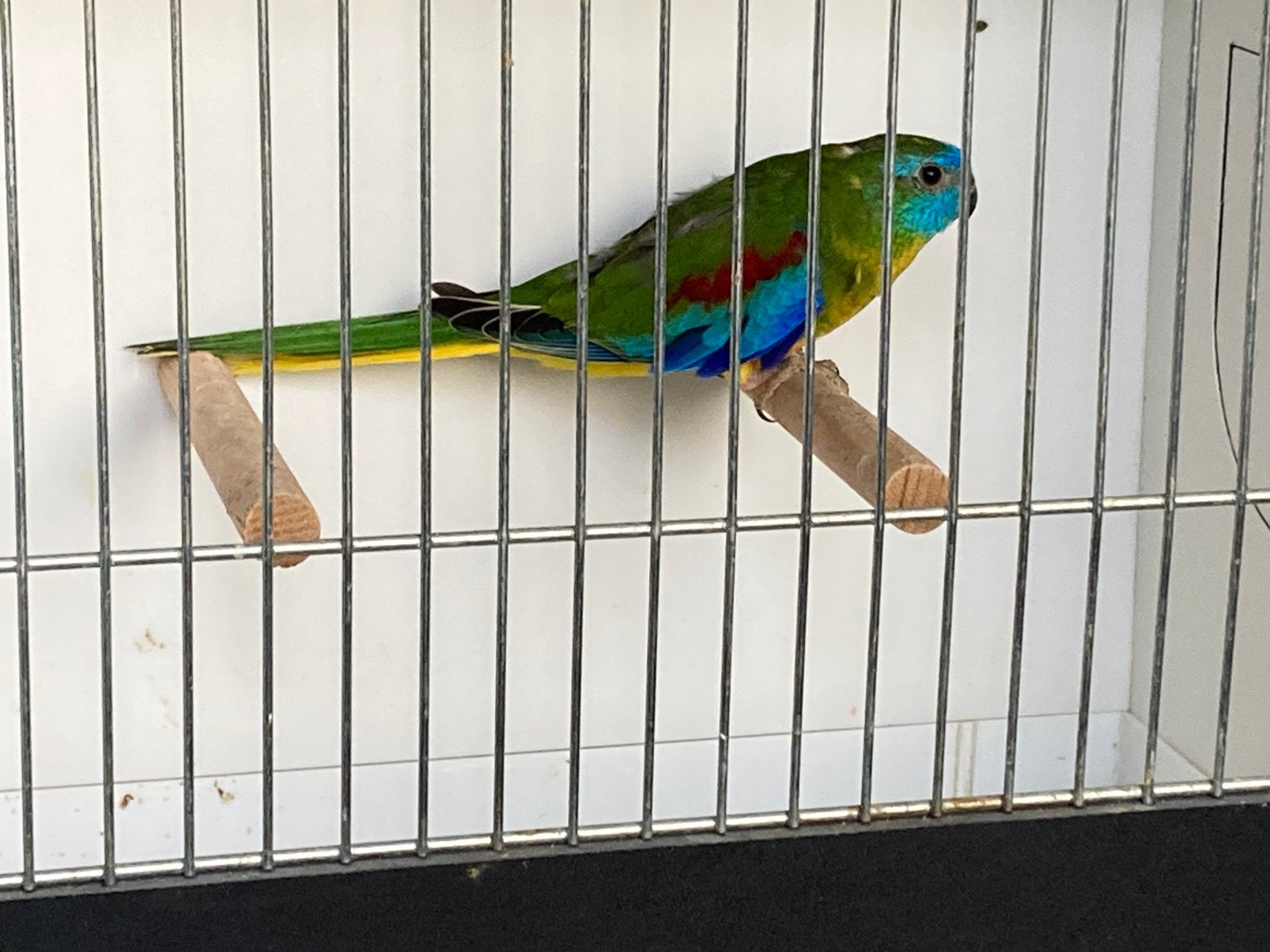 Turquoisine parkieten, Dieren en Toebehoren
