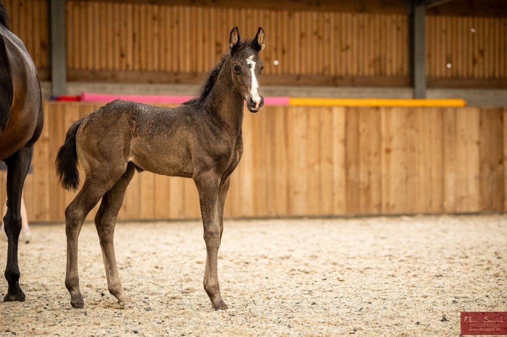 Merrie dressuurveulen + fokmerrie, Cheval de dressage, 165 à 170 cm, Avec pedigree, Ne s'applique pas