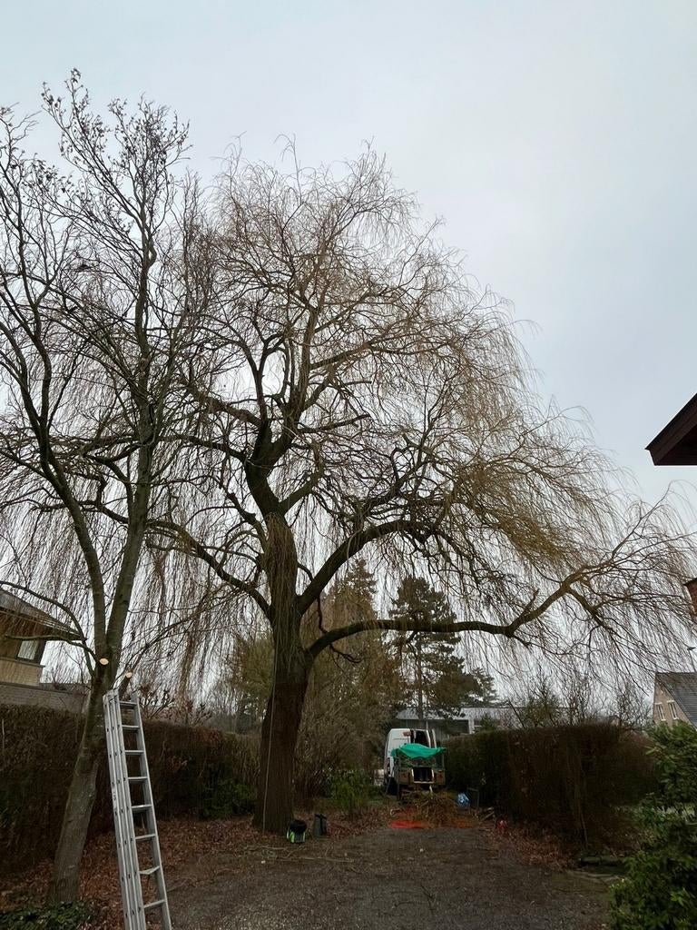 Snoeien en kappen van bomen