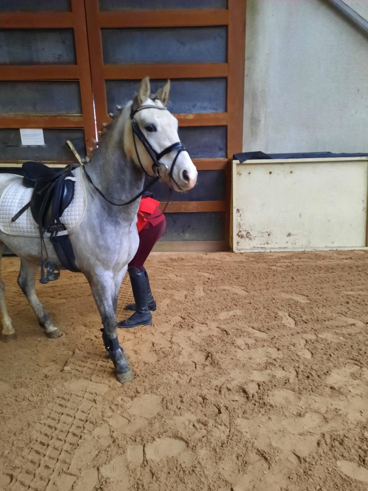 4 jarige brp pony, Dieren en Toebehoren, Ruin, 3 tot 6 jaar, B pony (1.17m tot 1.27m), Met stamboom