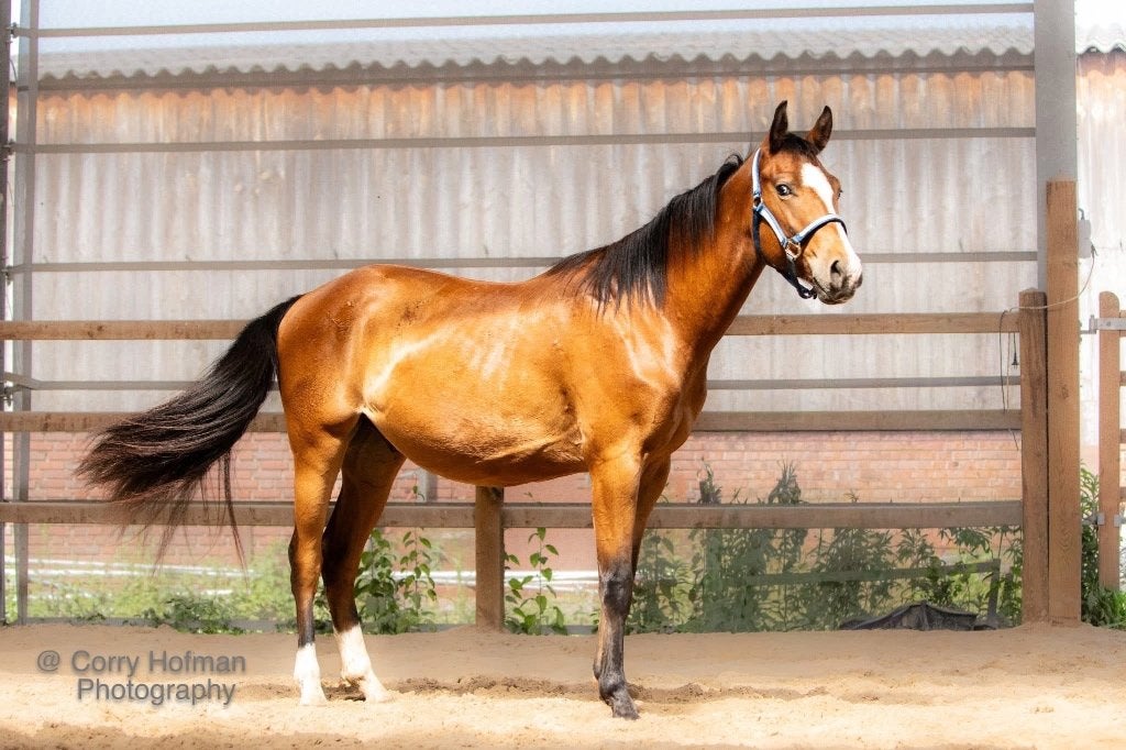 Paint ruin te koop, Dieren en Toebehoren, Met stamboom, Ruin, 3 tot 6 jaar, Westernpaard