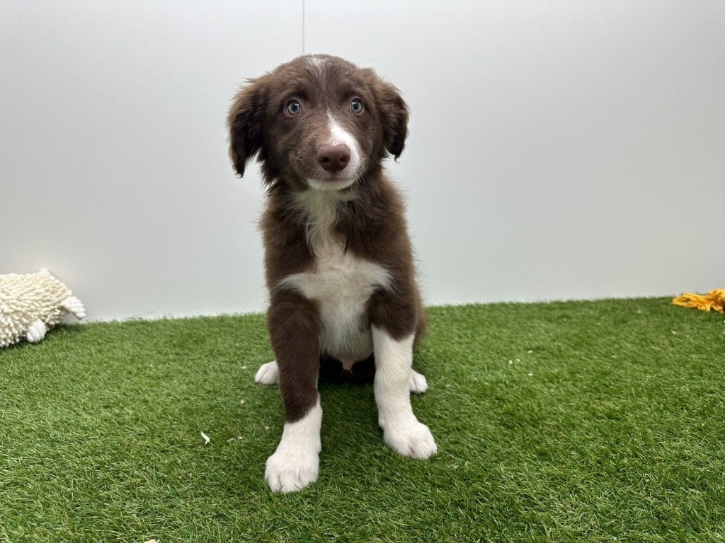 Chiots Border Collie, Maladie de Carré (chiens), Colley, Plusieurs, Belgique