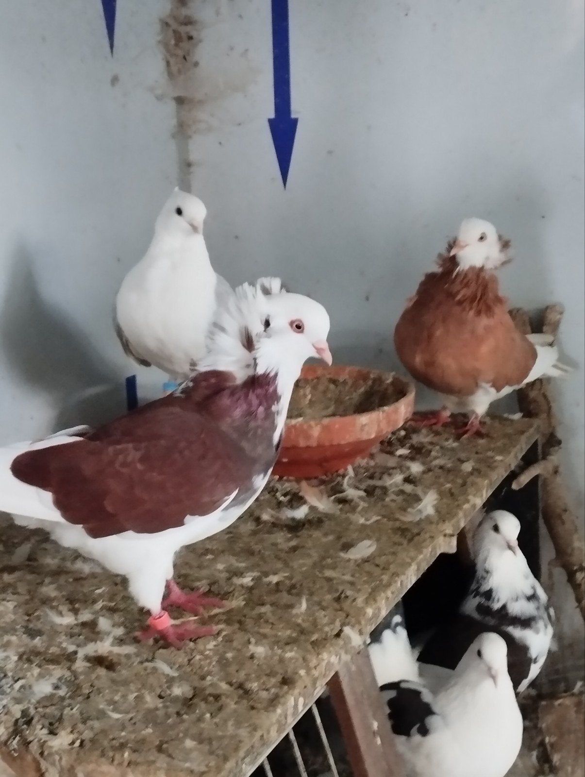 kapucijnen, Dieren en Toebehoren