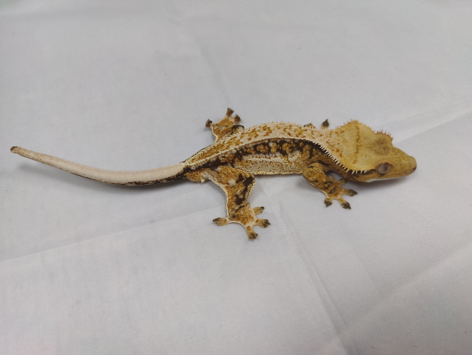 Tricolor wimpergekko man, Dieren en Toebehoren