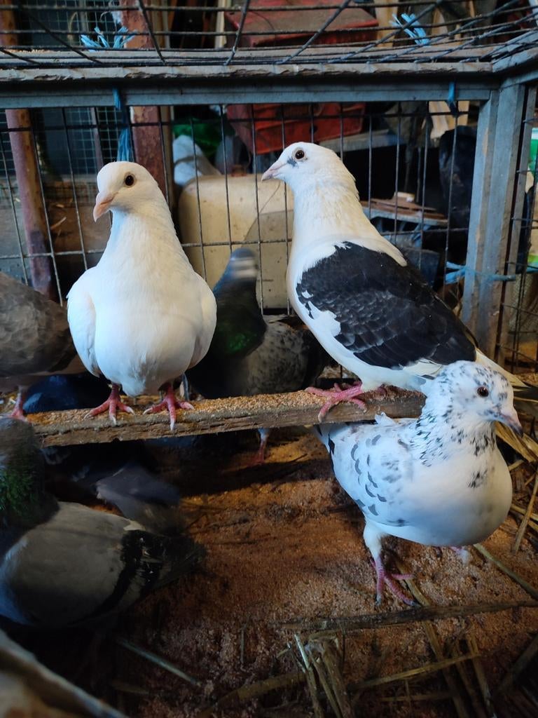 Volwassen duiven 3 euro per duif, Dieren en Toebehoren, Vogels | Duiven, Meerdere dieren, Postduif