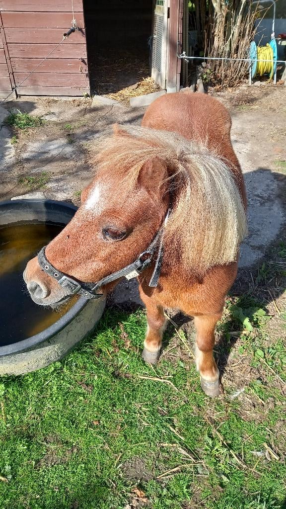 PAARD GEZOCHT:Gezelschapspony voor Pony, Ophalen, Bruin, BR