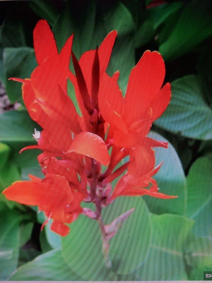 canna 4 soorten, Tuin en Terras, Ophalen
