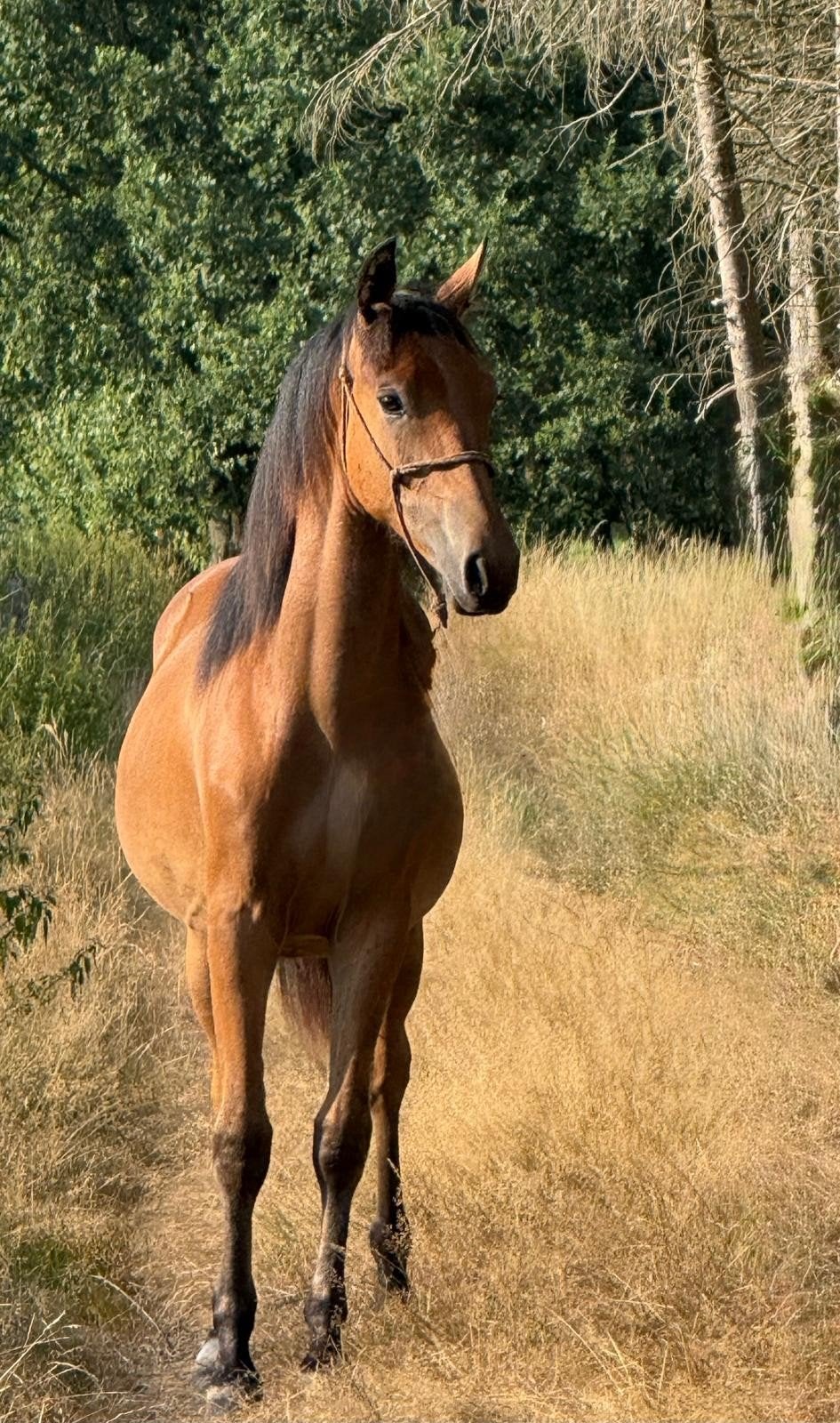 prachtige 1 jarige new forest, Dieren en Toebehoren