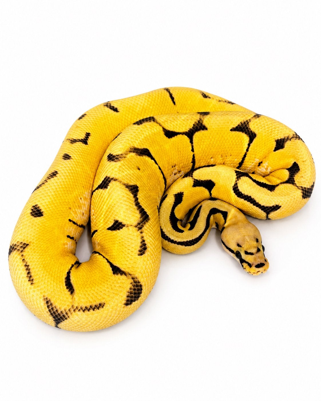 Koningspython, Animaux & Accessoires, Reptiles & Amphibiens, Avec terrarium