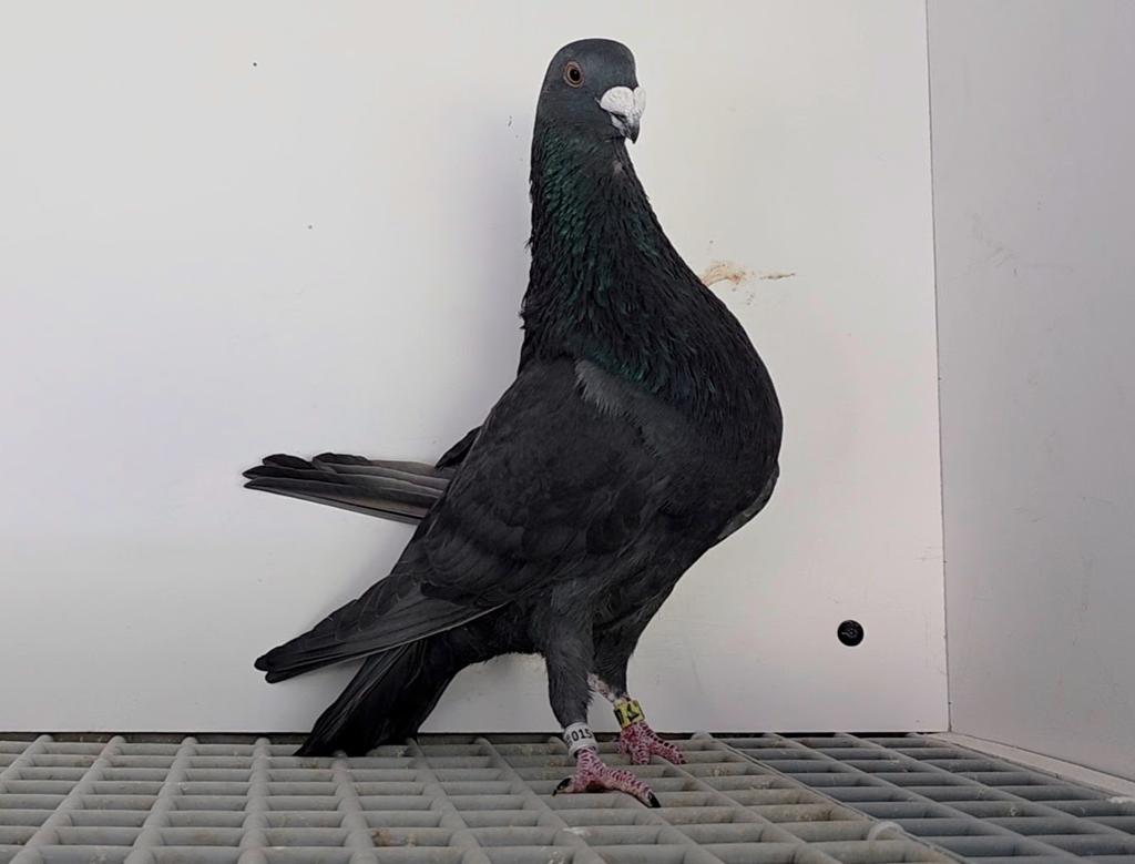 Pigeons Jiennense