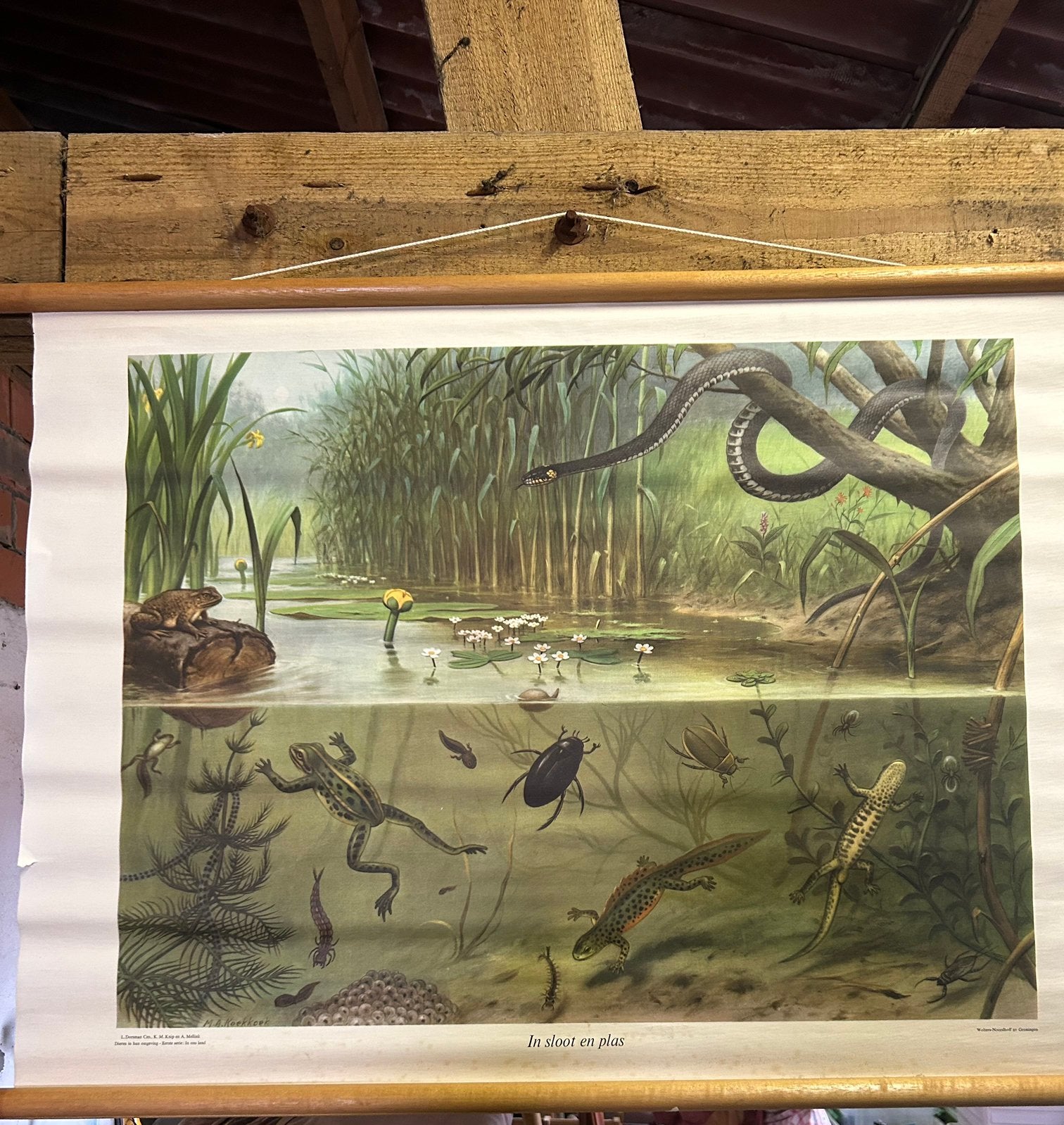 Vintage schoolkaart In sloot en plas, Antiek en Kunst, Antiek | Schoolplaten, Ophalen