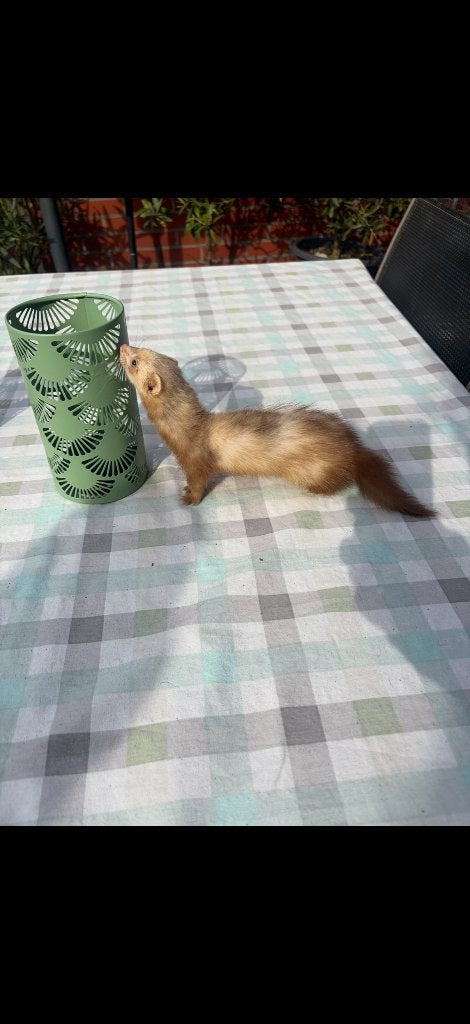 Fretje micro, Dieren en Toebehoren, Juni, Tam