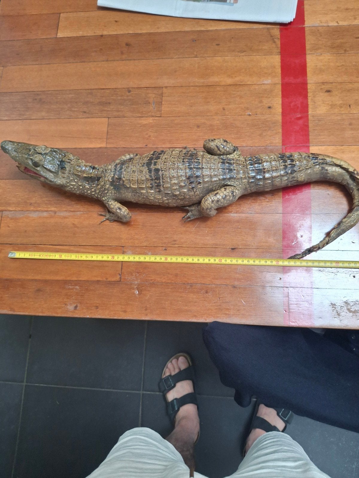 taxidermie krokodil ,alligator, Verzamelen, Ophalen of Verzenden
