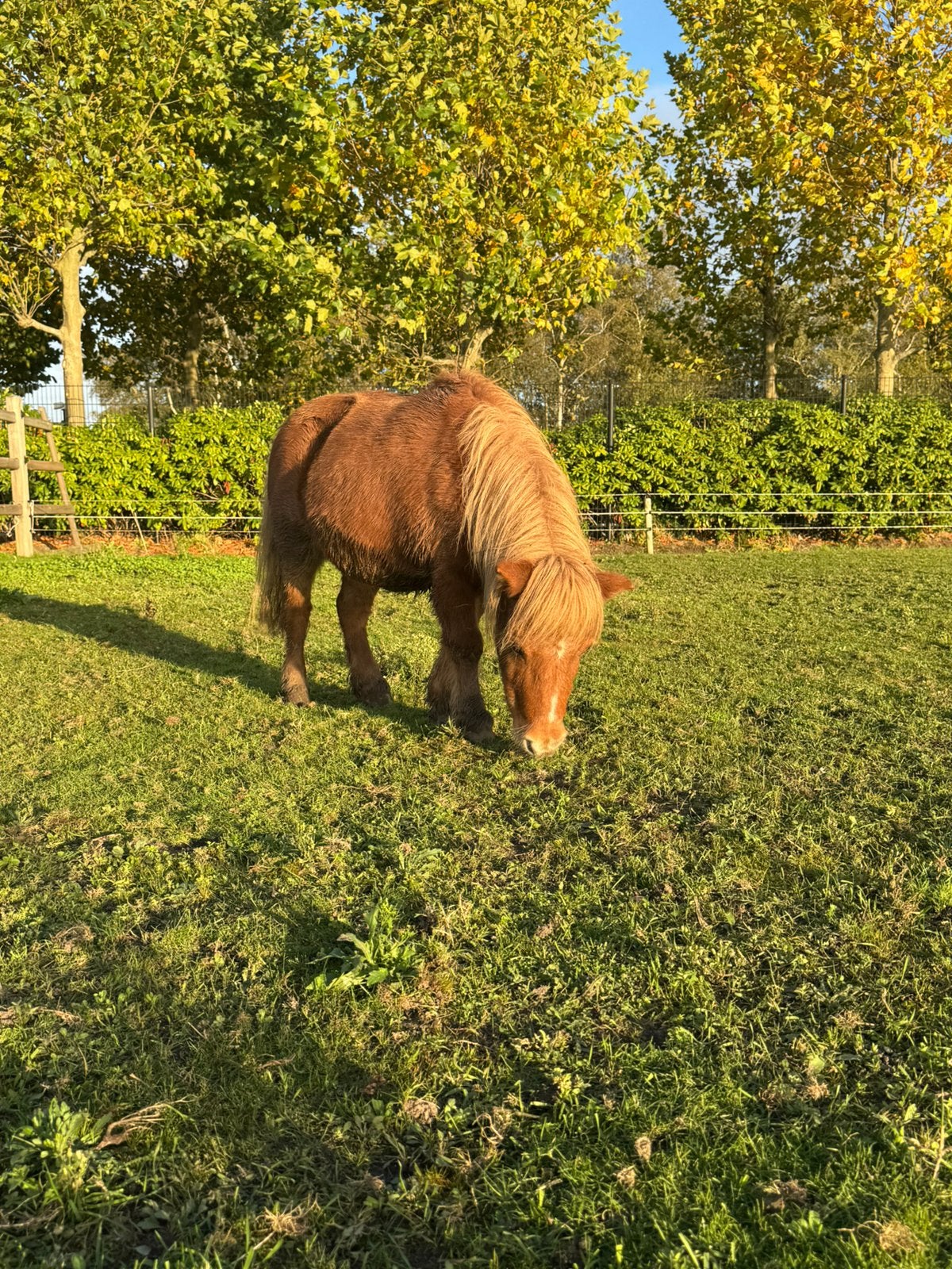 Super lieve kleine shetlander merrie, Dieren en Toebehoren