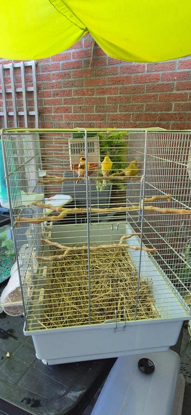Vogels inruilen, Enlèvement