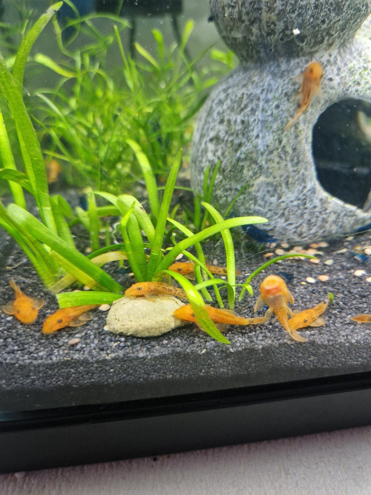 Vissen , red fire ancistrus