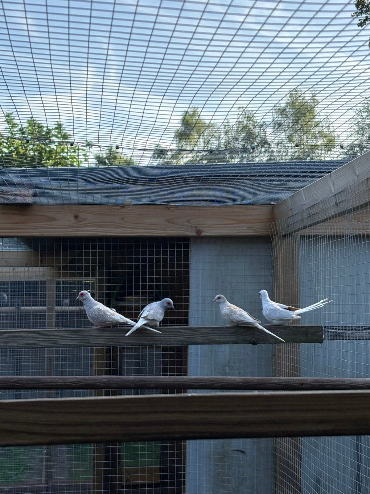 Diamantduifjes, Dieren en Toebehoren