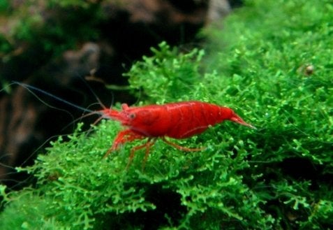 Red Sakura garnalen, Animaux & Accessoires, Poissons | Poissons d'aquarium, Homard, Crabe ou Crevette, Poisson d'eau douce, Banc de poissons