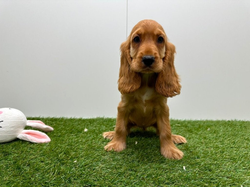 Chiots Cocker Spaniel Anglais, Hépatite contagieuse (maladie de Rubarth), Plusieurs, Belgique, Plusieurs animaux