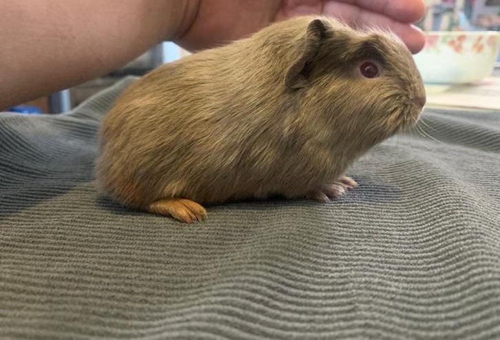 Lieve leuke Cavia’s te koop, Dieren en Toebehoren, Knaagdieren, Cavia, Mei, Meerdere dieren, Tam