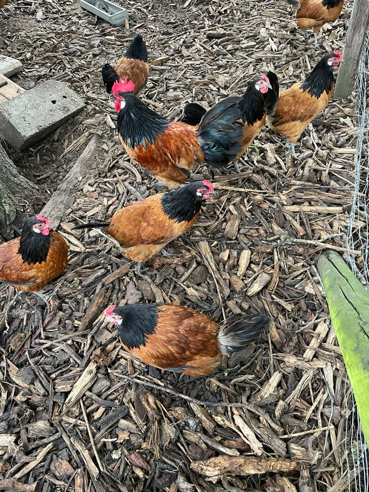 Vorwerk kippen, Dieren en Toebehoren