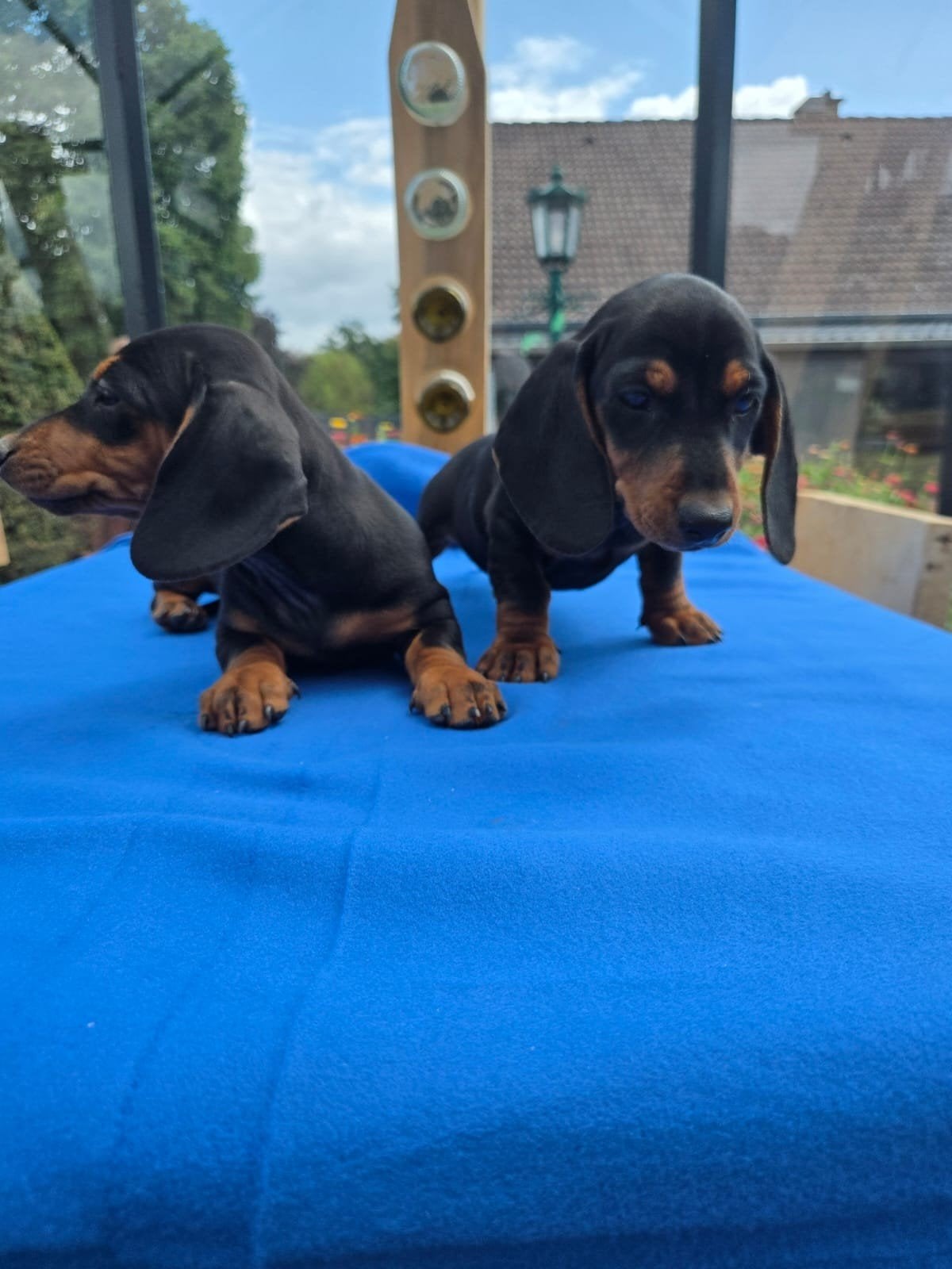 Teckel pups, België, Particulier, 8 tot 15 weken, Korthaar