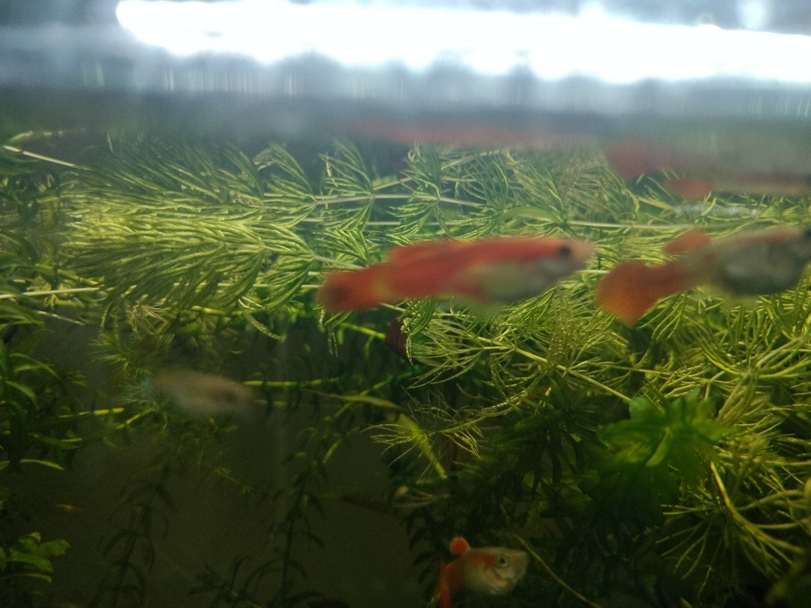 guppies mâles et femelles à venir chercher, Dieren en Toebehoren, Vissen | Aquariumvissen, Vis, Zoetwatervis
