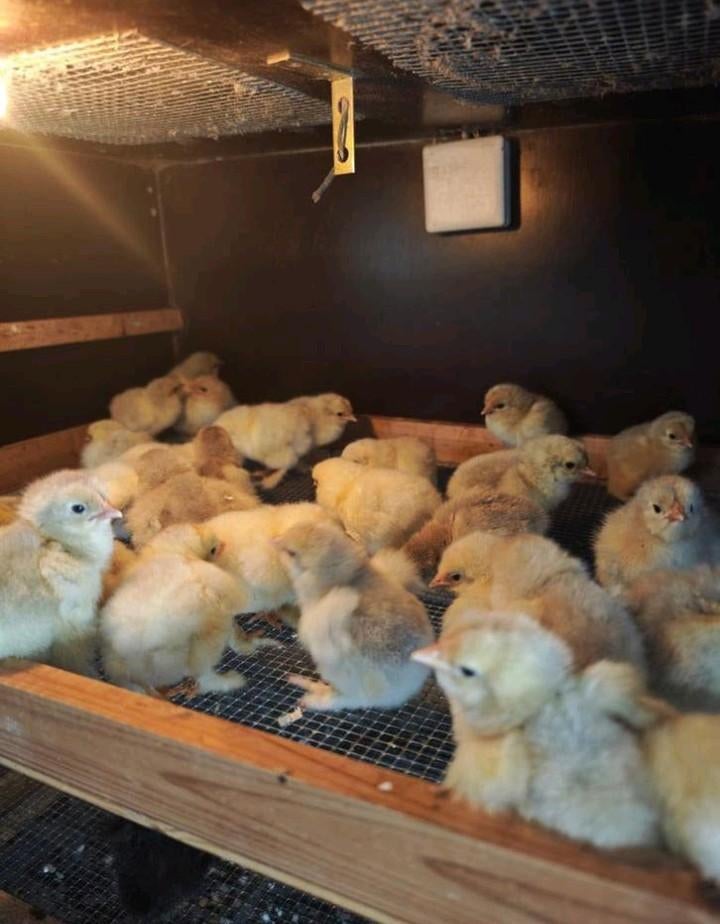 Eendagskuikens brahma groothoenders te koop, Dieren en Toebehoren