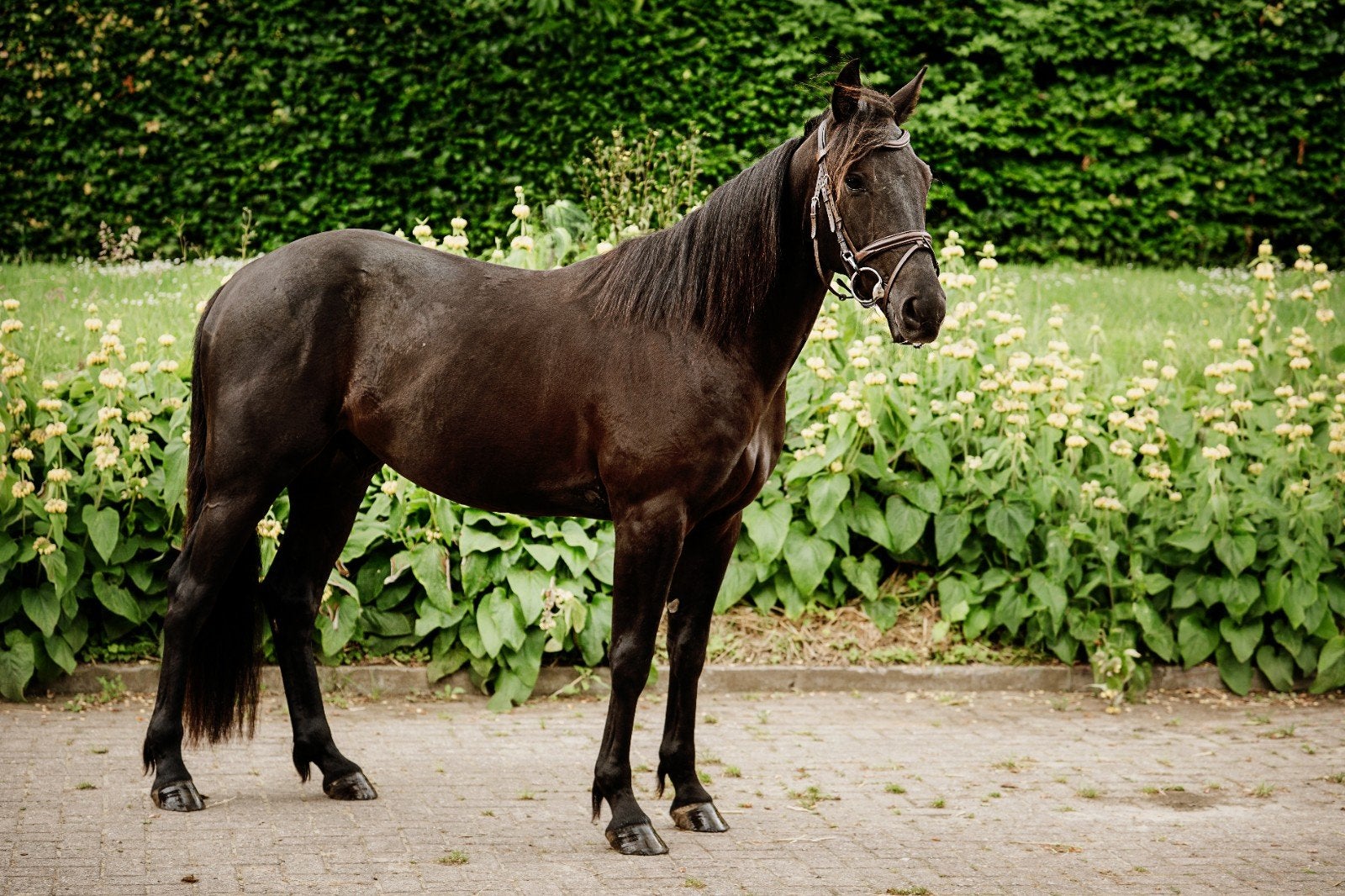 Lieve 3 jarige draversruin, Animaux & Accessoires, Chevaux, Hongre, L