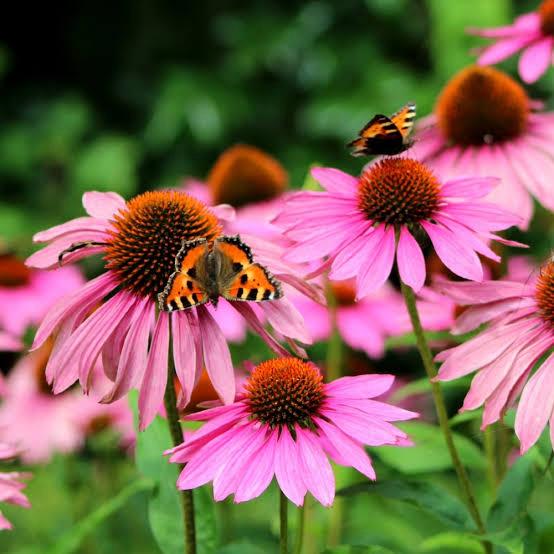 Echinacea purperea zonnehoedjes, Tuin en Terras, Ophalen