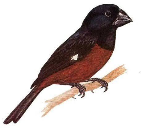 Gezocht: Oryzoborus Angolensis  of Zwartkop Zaadkraker, Dieren en Toebehoren