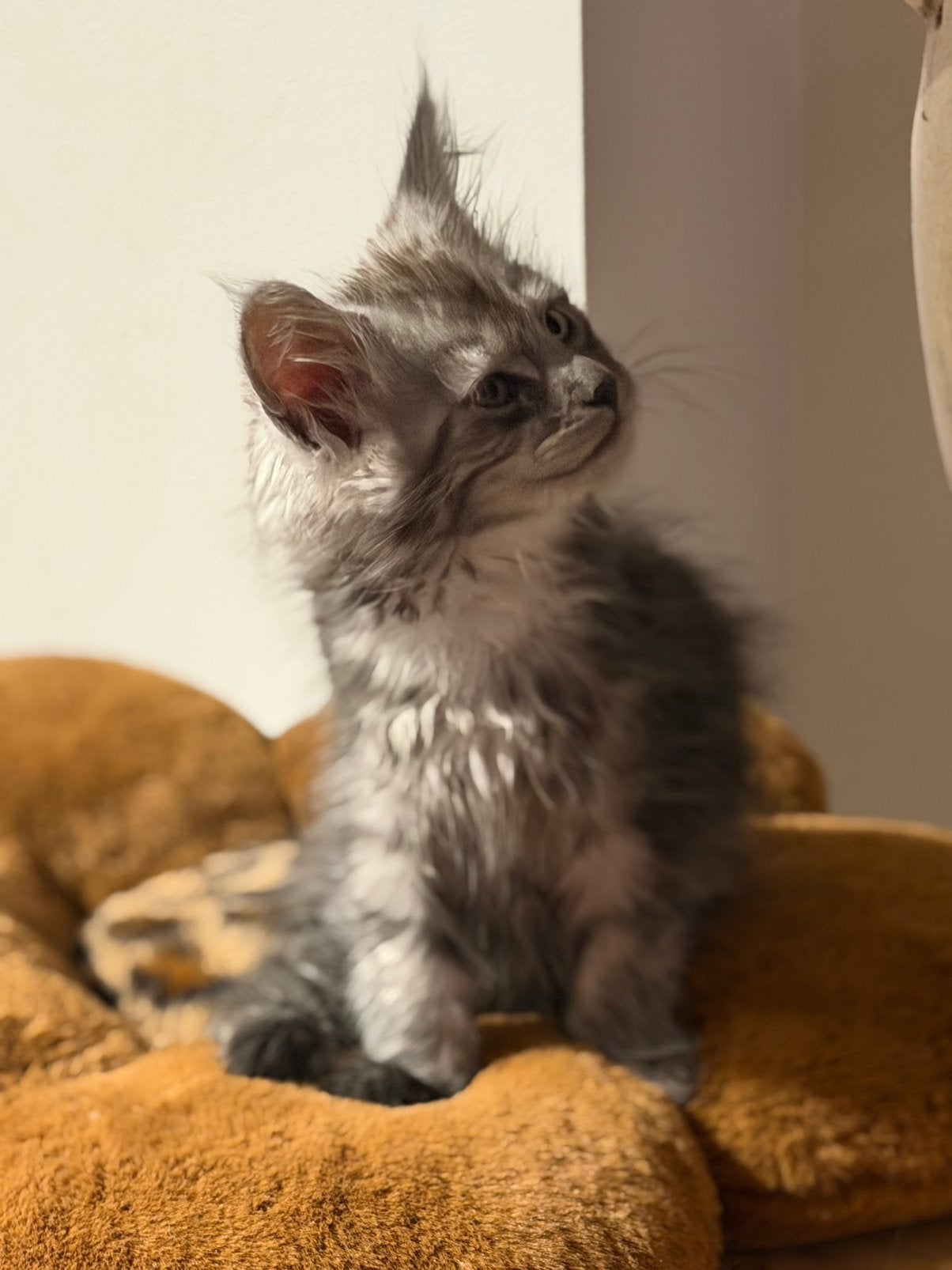 Maine Coon poesje met Kampioen Stamboom.✨🏆, Chatte ou Chat, Avec pedigree, 0 à 2 ans