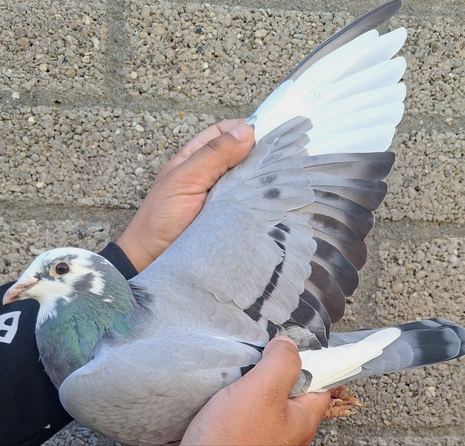 Le pigeon de course Direct W. Buurstra élève des poules., Animaux & Accessoires, Pigeon voyageur