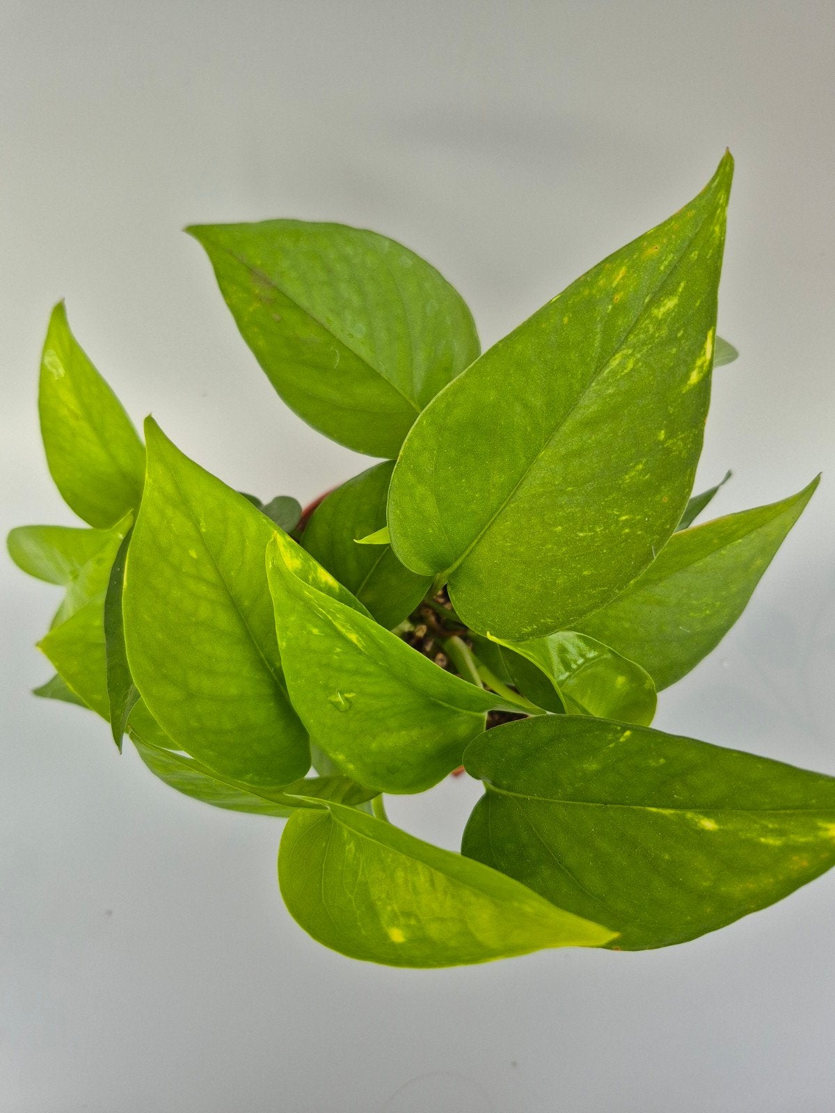 Epipremnum drakenklimop, Huis en Inrichting, Kamerplanten, Ophalen of Verzenden