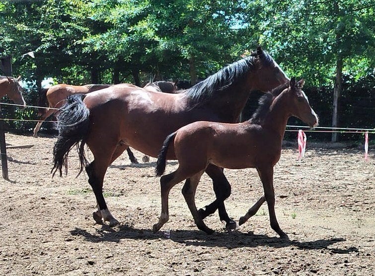 Hengstveulen – allrounder, Dieren en Toebehoren, Paarden, Met stamboom, 0 tot 2 jaar, Hengst, 160 tot 165 cm