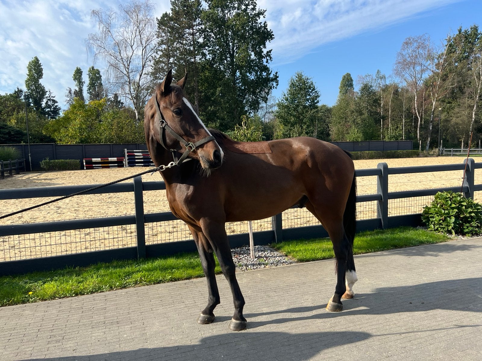 Paarden en pony’s scheren aan huis