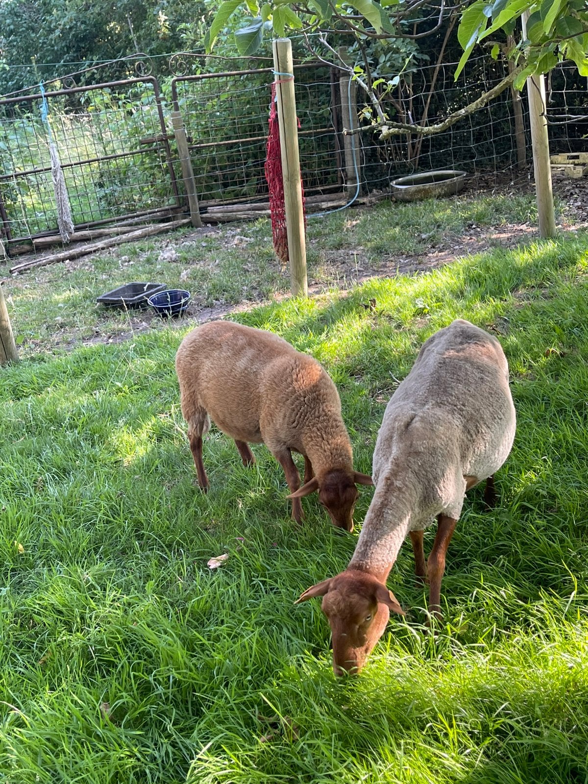 Voskop ramlammeren te koop, Dieren en Toebehoren