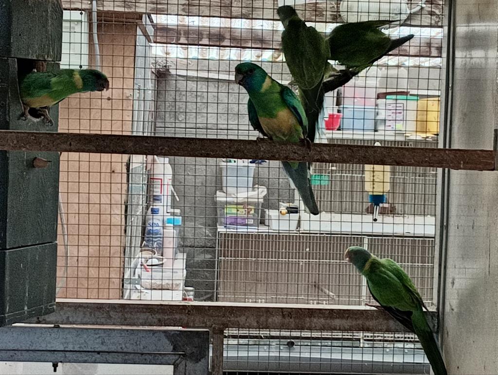 Cloncurry, Dieren en Toebehoren