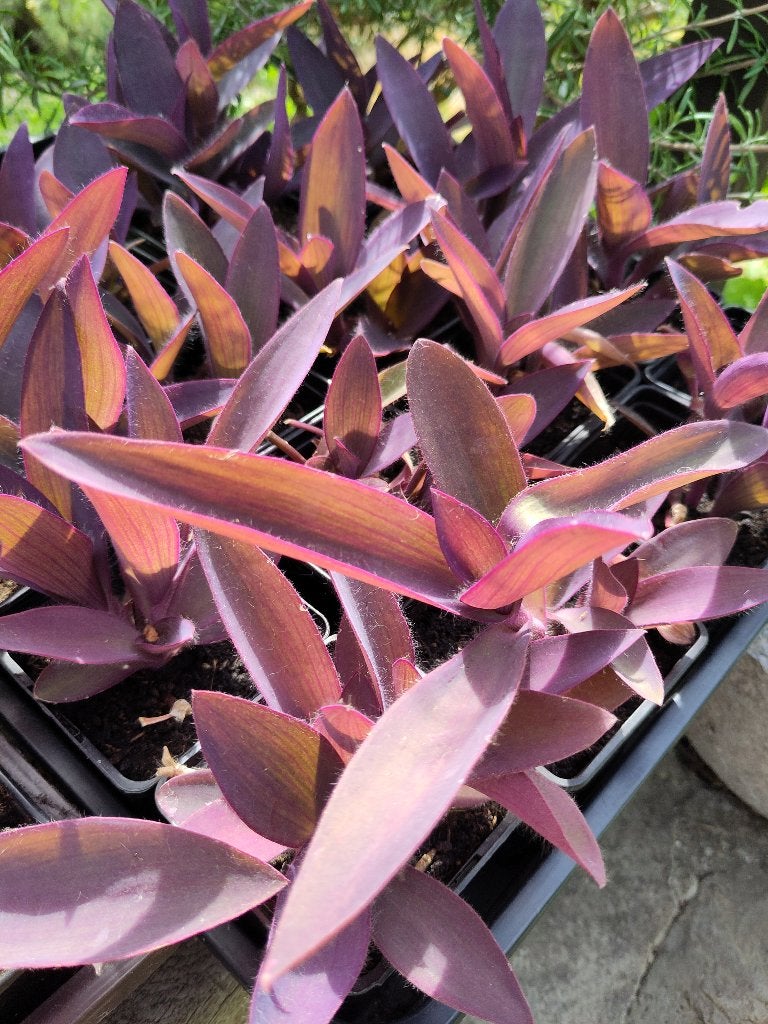 Diverse kamerplanten, Huis en Inrichting, Kamerplanten, Ophalen, Vetplant, In pot, Minder dan 100 cm