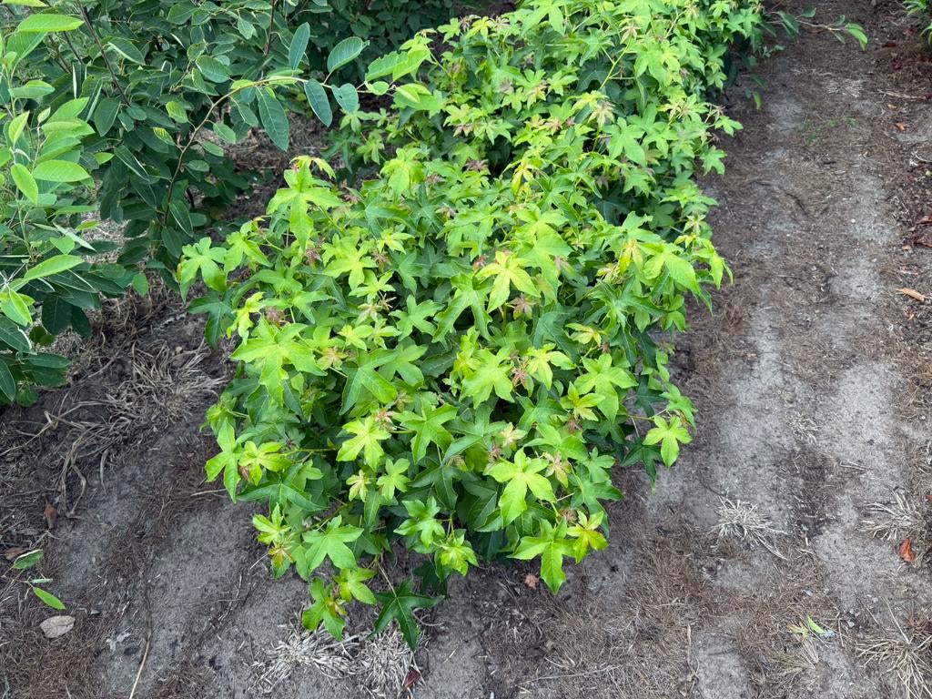 Liquidambar styraciflua ‘Gum ball’, Tuin en Terras, Planten | Struiken en Hagen, Struik, Ophalen