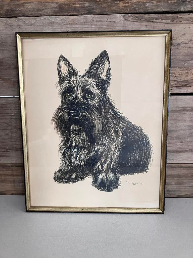 Tekening Antonie van Driel ‘Schotse terriër’, Enlèvement ou Envoi