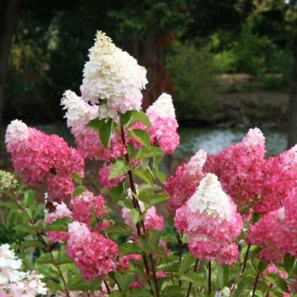 hortensia/hydrangea paniculata 'Vanille fraise', Tuin en Terras, Ophalen