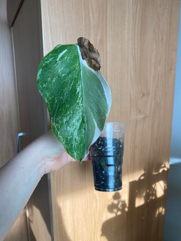 Monstera albo deliciosa #10, Huis en Inrichting, Kamerplanten, Ophalen of Verzenden