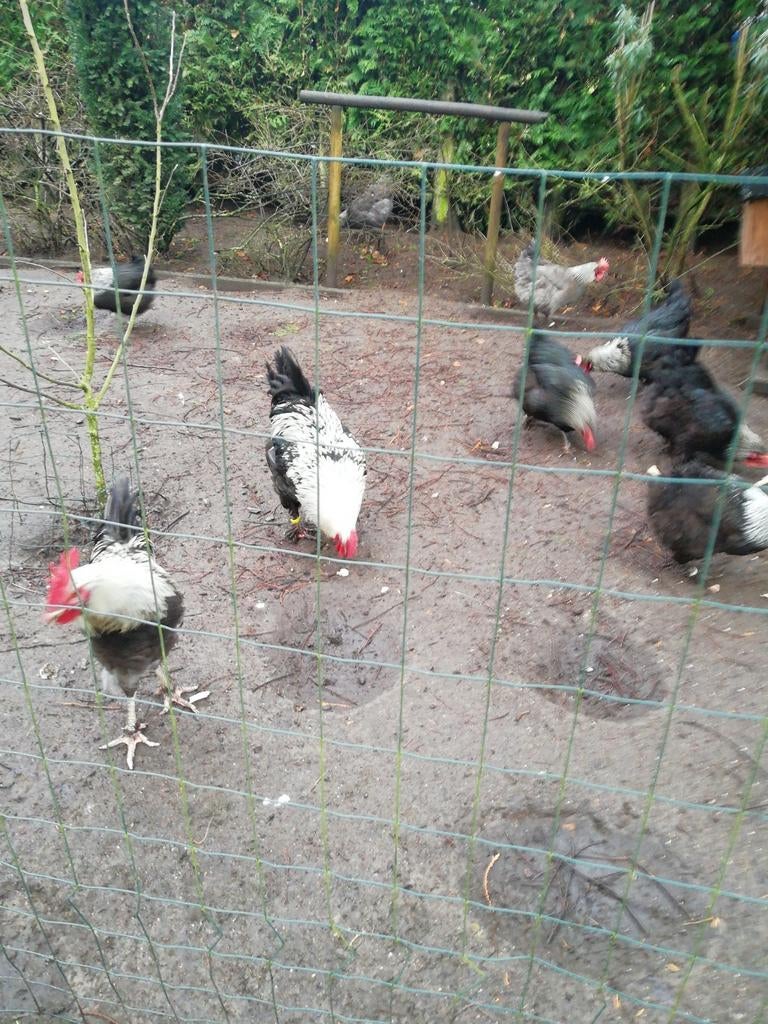 Broedeieren van marans zwart zilverhals, Dieren en Toebehoren